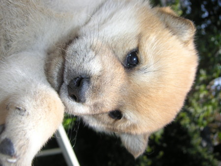 f:id:o-uiri:20090410101138j:image