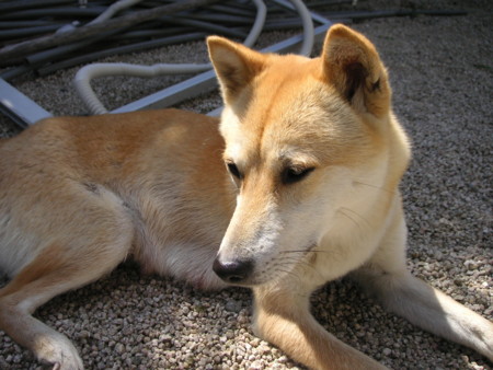 f:id:o-uiri:20090410101918j:image
