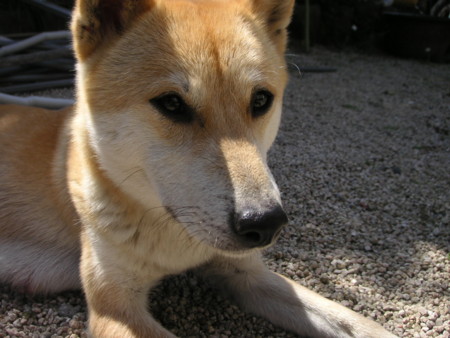 f:id:o-uiri:20090410101928j:image