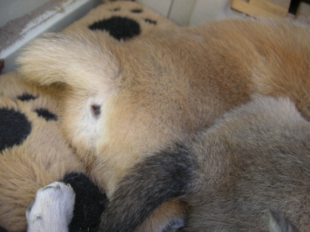 f:id:o-uiri:20090410102041j:image