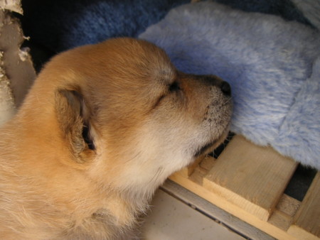 f:id:o-uiri:20090410102151j:image