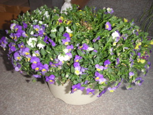 f:id:o-uiri:20090422182705j:image f:id:o-uiri:20090422182705j:image
