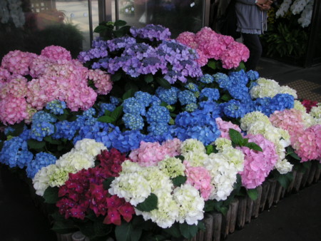 f:id:o-uiri:20090523102311j:image f:id:o-uiri:20090523102311j:image