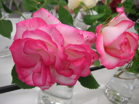 f:id:o-uiri:20090523104534j:image f:id:o-uiri:20090523104534j:image