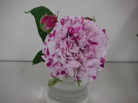f:id:o-uiri:20090523104551j:image f:id:o-uiri:20090523104551j:image