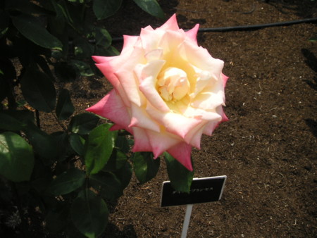 f:id:o-uiri:20090523105801j:image f:id:o-uiri:20090523105801j:image