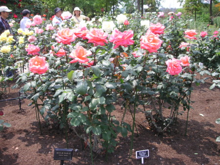 f:id:o-uiri:20090523110113j:image f:id:o-uiri:20090523110113j:image