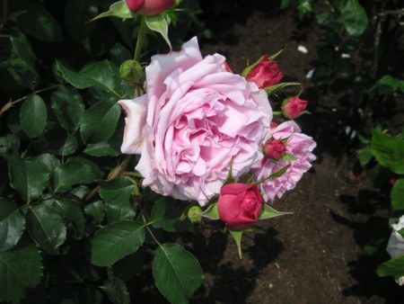 f:id:o-uiri:20090523110841j:image f:id:o-uiri:20090523110841j:image