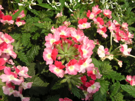 f:id:o-uiri:20090523113235j:image f:id:o-uiri:20090523113235j:image