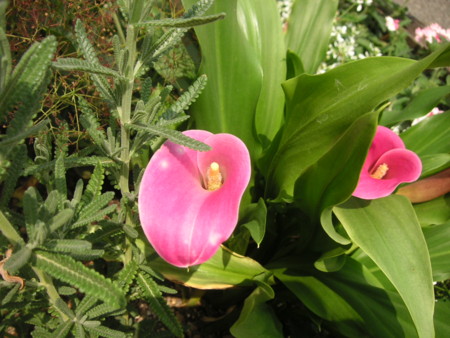 f:id:o-uiri:20090523113249j:image f:id:o-uiri:20090523113249j:image
