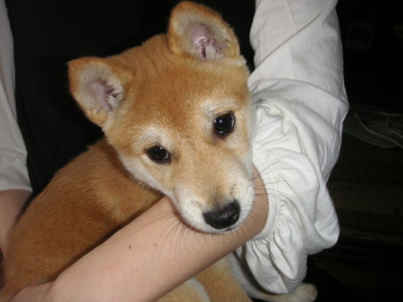 f:id:o-uiri:20090603092836j:image f:id:o-uiri:20090603092836j:image