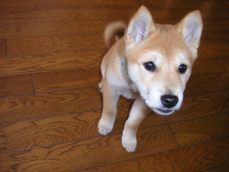 f:id:o-uiri:20090603094548j:image f:id:o-uiri:20090603094548j:image