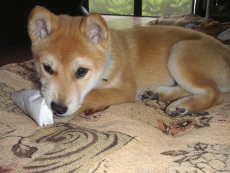f:id:o-uiri:20090603100544j:image f:id:o-uiri:20090603100544j:image