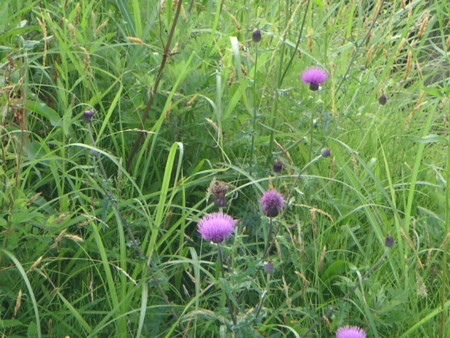 f:id:o-uiri:20090620065323j:image