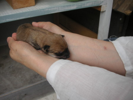 f:id:o-uiri:20090726131407j:image f:id:o-uiri:20090726131407j:image