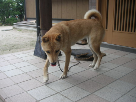 f:id:o-uiri:20090811142431j:image