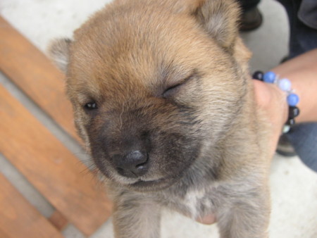 f:id:o-uiri:20090811143528j:image