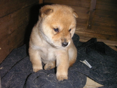 f:id:o-uiri:20091210152448j:image f:id:o-uiri:20091210152448j:image