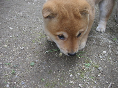 f:id:o-uiri:20091229133136j:image