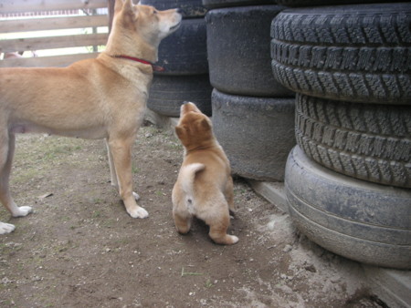f:id:o-uiri:20091229133303j:image