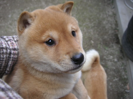 f:id:o-uiri:20091229134009j:image