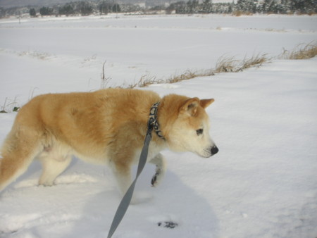 f:id:o-uiri:20100102093443j:image
