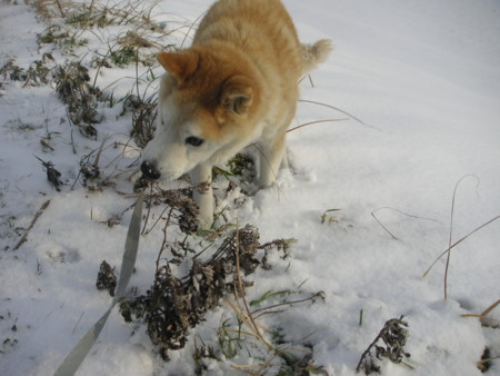 f:id:o-uiri:20100102093504j:image f:id:o-uiri:20100102093504j:image