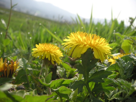 f:id:o-uiri:20100504080944j:image