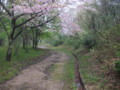 四ツ塚史跡公園　桜のころ