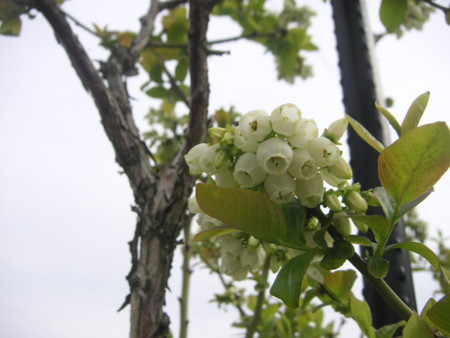 f:id:o-uiri:20100509082853j:image
