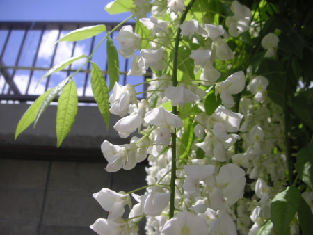f:id:o-uiri:20100513124029j:image