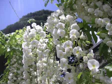 f:id:o-uiri:20100513124058j:image