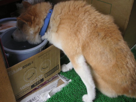f:id:o-uiri:20100623074756j:image f:id:o-uiri:20100623074756j:image