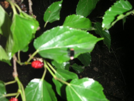 f:id:o-uiri:20100628220318j:image f:id:o-uiri:20100628220318j:image