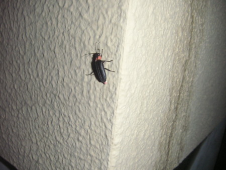 f:id:o-uiri:20100628220528j:image f:id:o-uiri:20100628220528j:image
