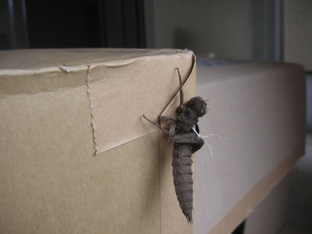 f:id:o-uiri:20100629074334j:image f:id:o-uiri:20100629074334j:image