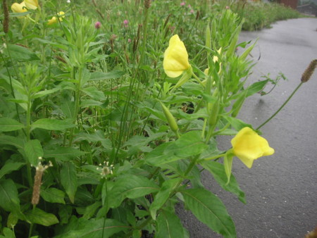 f:id:o-uiri:20100704084026j:image