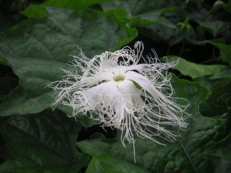 f:id:o-uiri:20100706072329j:image