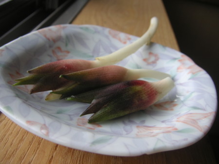 f:id:o-uiri:20100726160147j:image