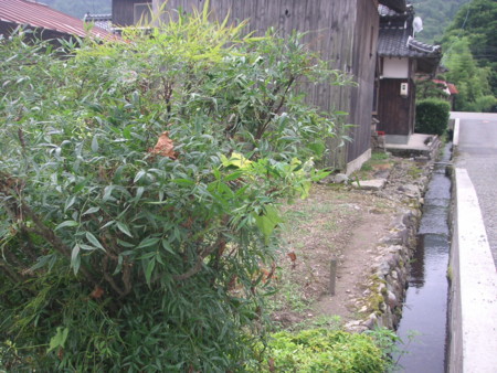 f:id:o-uiri:20100731143240j:image f:id:o-uiri:20100731143240j:image