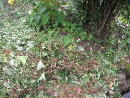 f:id:o-uiri:20100731143256j:image f:id:o-uiri:20100731143256j:image