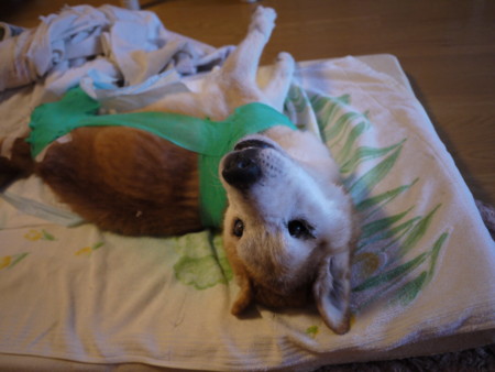 f:id:o-uiri:20110201160725j:image f:id:o-uiri:20110201160725j:image