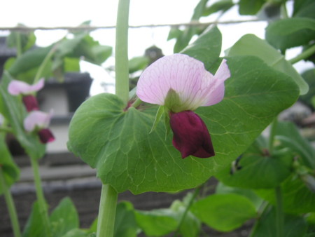 f:id:o-uiri:20110527090333j:image