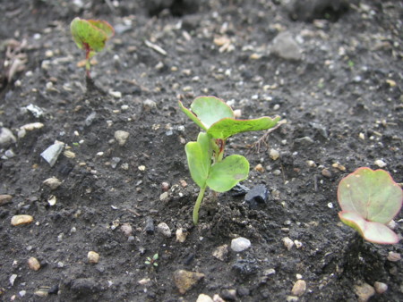 f:id:o-uiri:20110527090431j:image