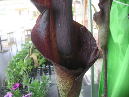 f:id:o-uiri:20110611140216j:image
