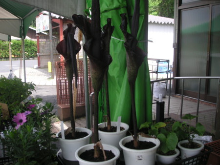 f:id:o-uiri:20110611140226j:image
