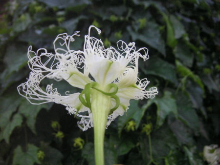 f:id:o-uiri:20110711191936j:image