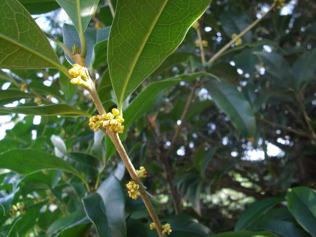 f:id:o-uiri:20110928150357j:image