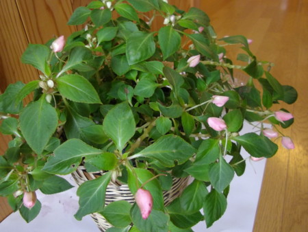 f:id:o-uiri:20111216112323j:image
