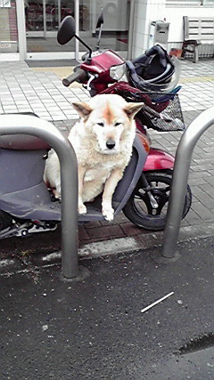 f:id:o-uiri:20120403064337j:image:w360 f:id:o-uiri:20120403064337j:image:w360